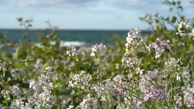 青い海と白いダイコンの花 浜ダイコン見ごろ 福井 ニュース 福井テレビ