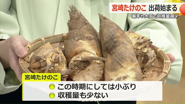 収穫量は少なめ…宮崎たけのこ